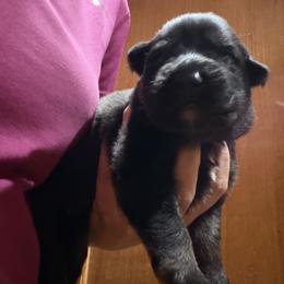 Black collar - Black and tan male German Shepherd puppy in Worthington, Indiana from Aus Gerstbrei German Shepherds
