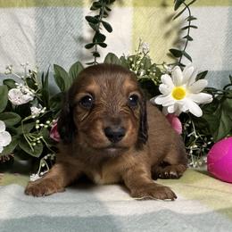 Girl 3 - Red female Dachshund puppy in Alice, Texas from Crimson’s longhair Dachshunds