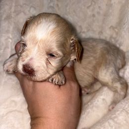 Oak - Wheaten male Miniature Schnauzer puppy in Lufkin, Texas from C&K’s Schnauzer House