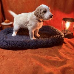 Goldendoodle Puppies from Unike Puppies