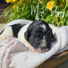 Miss Piggy - female Newfypoo puppy in Hardin, Kentucky from Bluegrass Newfypoos