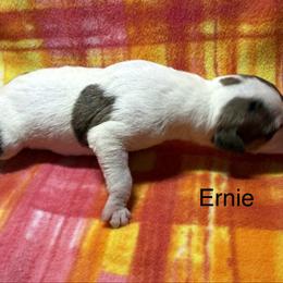 Ernie - White and red brindle male Whippet puppy in Plainfield, Indiana from Rose Acre Whippets