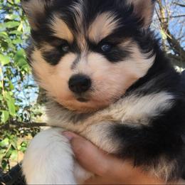 Siberian Husky Puppies from Delta Huskies