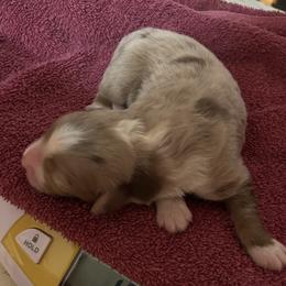 Merle Girl 1 - Red merle female Australian Shepherd puppy in Johnson City, Tennessee from St. Isidore's Australian Shepherds