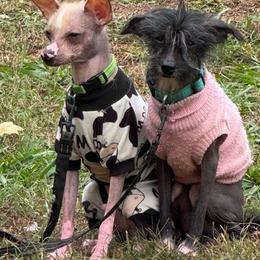 Meeks - Chinese Crested