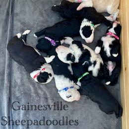 Sheepadoodle Puppies from Gainesville Sheepadoodles