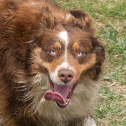 Queen - Australian Shepherd