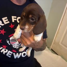 Boy 4 - Chocolate and tan male Dachshund puppy in Paisley, Florida from Pantheon Dachshunds