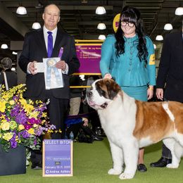 Cleo - Saint Bernard