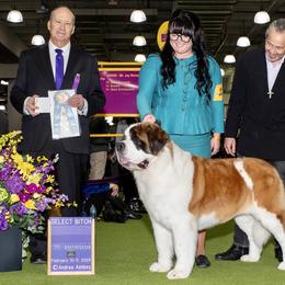Cleo - Saint Bernard