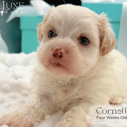 Cornell - White male Shorkie puppy in Scottsdale, Arizona from Lil Luxe Pups