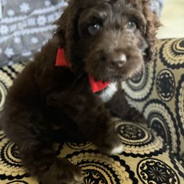 Bernedoodle, Cockapoo, and Goldendoodle Puppies from Avery Doodle Day LLC