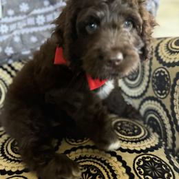 Bernedoodle, Cockapoo, and Goldendoodle Puppies from Avery Doodle Day LLC