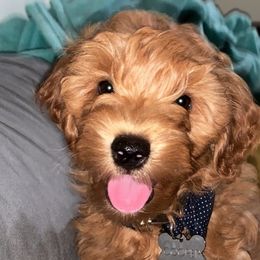 Goldendoodle Puppies from Puppy Love Doodles
