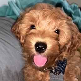 Goldendoodle Puppies from Puppy Love Doodles