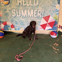 Labrador Retriever Puppies from Rose Gold Retrievers