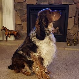 Denali - English Springer Spaniel