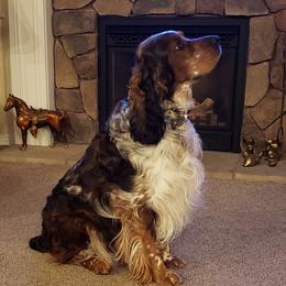 Denali - English Springer Spaniel