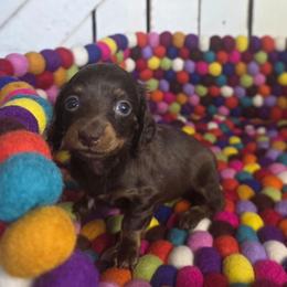 Chocolate and Tan LH Girl 1 - Chocolate and tan female Dachshund puppy in Austin, Colorado from Colorado Mini Dachshunds & Mini Pomskies