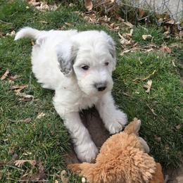 Thor - Merle male Bernedoodle puppy in Blackfoot, Idaho from Draper Mountain Doodles