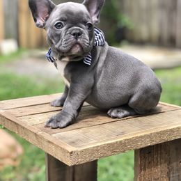 French Bulldog Puppies from Uniquefrenchiies