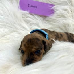 Daisy - Dapple female Dachshund puppy in Crawford, Colorado from Spotted Doxie Ranch