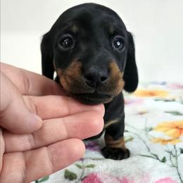 Black and tan female 3208.56 - Black and tan female Dachshund puppy in Belle Rive, Illinois from Akin's Miniature Dachshunds, LLC