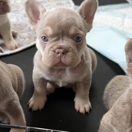 Glory - Cream female French Bulldog puppy in Saratoga Springs, Utah from Your Utah Frenchie