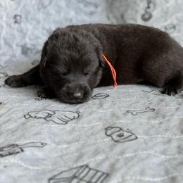 Gwydion-Orange - Black male German Shepherd puppy in Medical Lake, Washington from Nine Realms German Shepherds