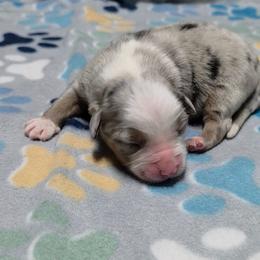 Linus - Blue merle male Miniature Australian Shepherd puppy in Leonard, Texas from Tin Roof Aussies