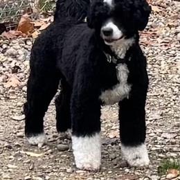 McHale - Portuguese Water Dog