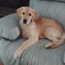 Golden Retriever Puppies from Topmast Goldens