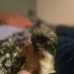 Oliver - Brown male Mal-Shi puppy in Pleasant Hill, Iowa from Courtney Nicole's Mal Shihs & Goldendoodles