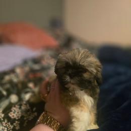Oliver - Brown male Mal-Shi puppy in Pleasant Hill, Iowa from Courtney Nicole's Mal Shihs & Goldendoodles
