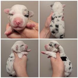 Beyonce - Blue merle and white female American Corgi puppy in Garrett, Indiana from Chloe's Colorful Corgis