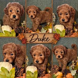 Duke - Red  male Goldendoodle puppy in Greenville, South Carolina from Law Doodles of SC