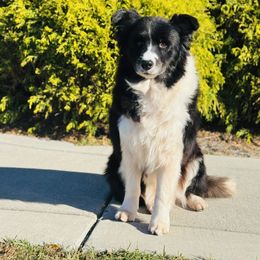Swan - Black female Border Collie puppy in Dunn, North Carolina from Coylety Kennel