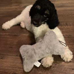Aussiedoodles, Bernedoodles, and Poodles from Miller's Doodles