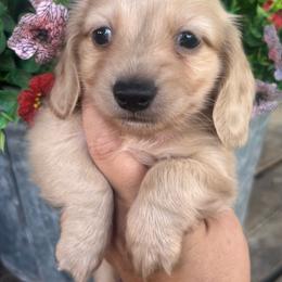 Cream boy two - Cream male Dachshund puppy in Payette, Idaho from NT Mini Doxies
