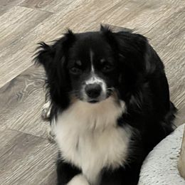 Dice - Toy Australian Shepherd