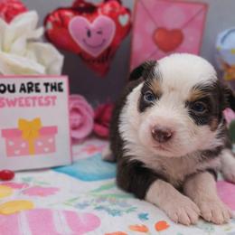 Tootsie Roll - Red tri-color female Australian Shepherd puppy in Riverside, California from Aus Cal (Aussies of soCal)
