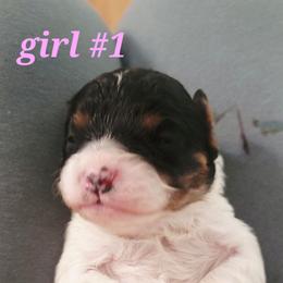 Rachel - Tri-color female Cavapoo puppy in Wentworth, Missouri from Newton County Cavaliers & Cavapoos LLC