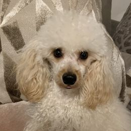 Beau - Poodle