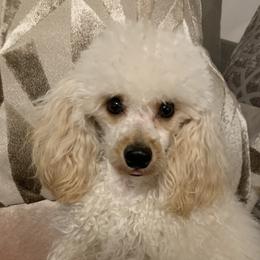 Beau - Poodle