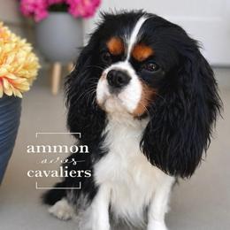 Rook - Cavalier King Charles Spaniel