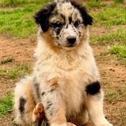 Atlas - Blue merle male Australian Shepherd puppy in Mineral Wells, Texas from A6 Australian Shepards