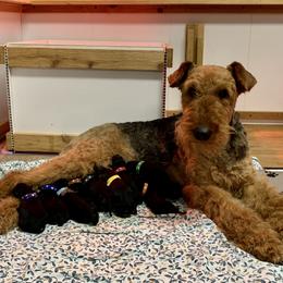 Airedale Terrier Puppies from Mystic’s Airedale Acres
