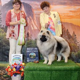 Keeshond Puppies from Windrift Keeshond