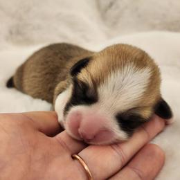 Female 4 - Red female Pembroke Welsh Corgi puppy in Cleveland, Tennessee from Sunnyhill Corgis