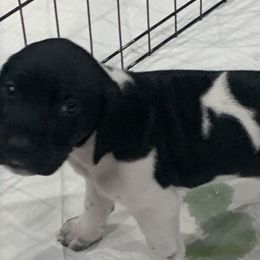 German Shorthaired Pointers from German Shorthair Pointers